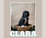 Small Photo #1 Bernedoodle Puppy For Sale in BENTONVILLE, AR, USA