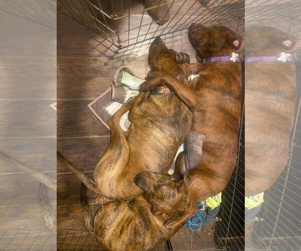 Medium Photo #6 Mutt Puppy For Sale in Holly Springs, NC, USA