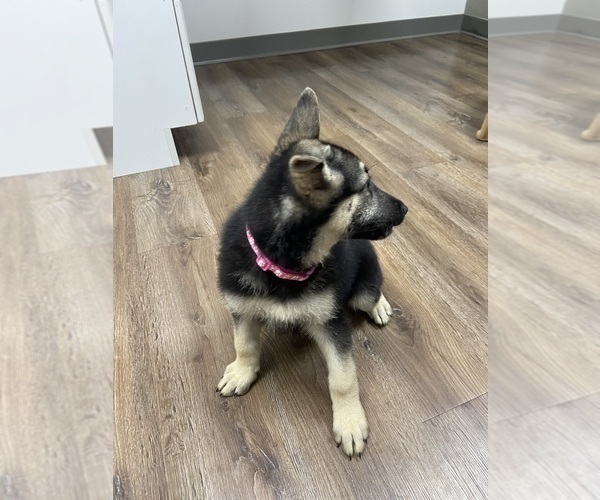 Medium Photo #3 German Shepherd Dog Puppy For Sale in ALACHUA, FL, USA