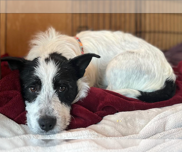 Medium Photo #9 Mutt Puppy For Sale in Cranston, RI, USA