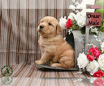 Small #3 English Cream Golden Retriever