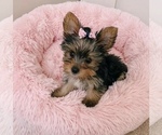 Image preview for Ad Listing. Nickname: Bella