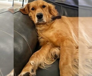Mother of the Golden Labrador puppies born on 07/31/2025