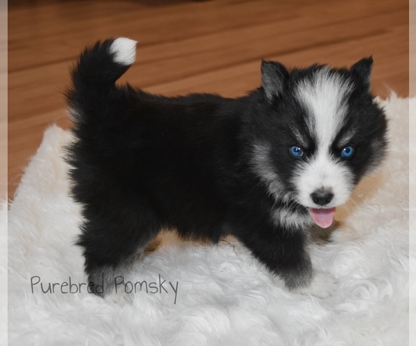 Medium Photo #1 Pomsky Puppy For Sale in KANSAS CITY, MO, USA