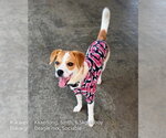 Small Beagle Mix