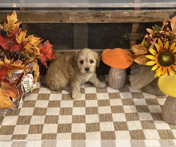 Medium Photo #2 Cavapoo (Miniature) Puppy For Sale in FULTON, KS, USA