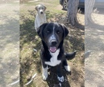Small Photo #3 Border Collie-Great Pyrenees Mix Puppy For Sale in HURLEY, SD, USA