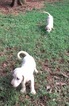 Small Photo #3 Labrador Retriever Puppy For Sale in BARNESVILLE, GA, USA