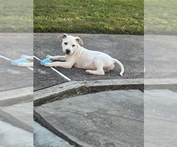 Medium Photo #6 Staffordshire Bull Terrier-Unknown Mix Puppy For Sale in pomfret, CT, USA