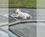 Small #5 Staffordshire Bull Terrier Mix
