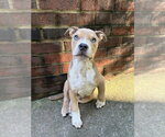 Small Photo #4 Boxer-Unknown Mix Puppy For Sale in Mooresville, NC, USA