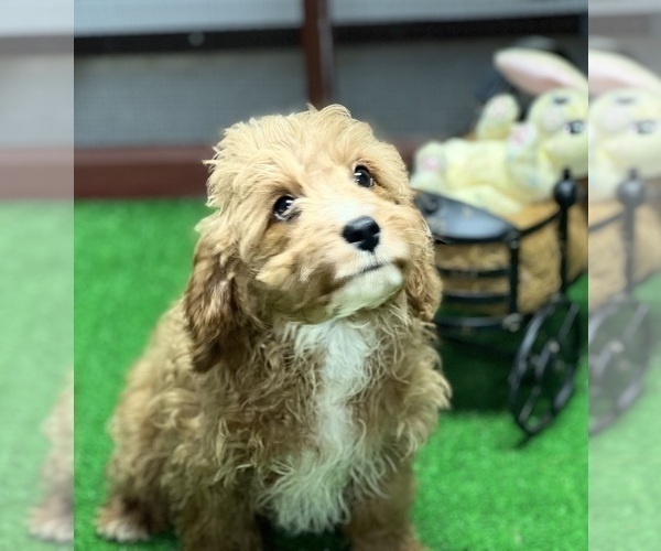 Medium Photo #2 Cavapoo Puppy For Sale in DUNDEE, OH, USA