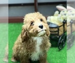 Small Photo #2 Cavapoo Puppy For Sale in DUNDEE, OH, USA