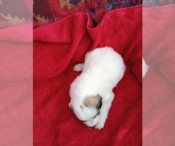 Medium Photo #27 Great Pyrenees Puppy For Sale in BANCROFT, WI, USA