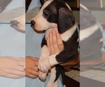 Small Photo #9 Great Dane Puppy For Sale in SPRAGGS, PA, USA
