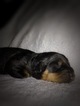 Small Photo #1 Rottweiler Puppy For Sale in LIBERTY, MO, USA