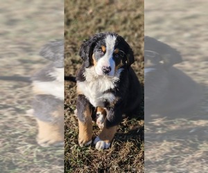 Bernese Mountain Dog Puppy for sale in CONWAY, MO, USA