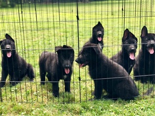 German Shepherd Dog Puppy for sale in WILLOUGHBY, OH, USA