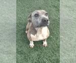 Small #20 Mutt