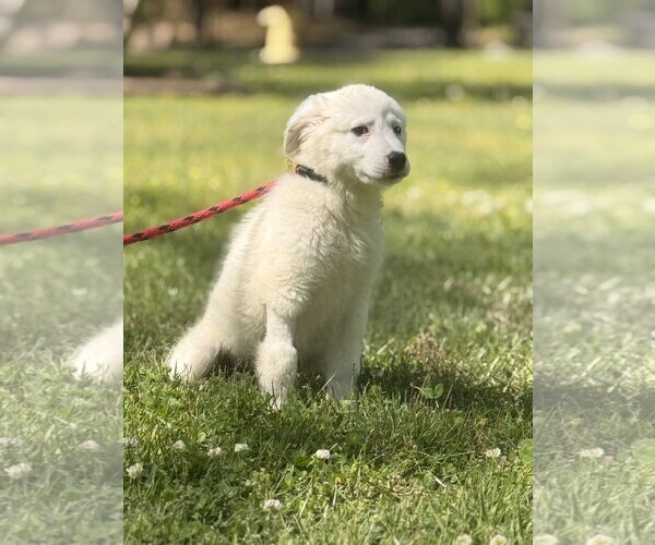 Medium Photo #3 Great Pyrenees-Unknown Mix Puppy For Sale in Yardley, PA, USA