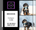 Small Photo #8 Cockapoo Puppy For Sale in WARSAW, IN, USA