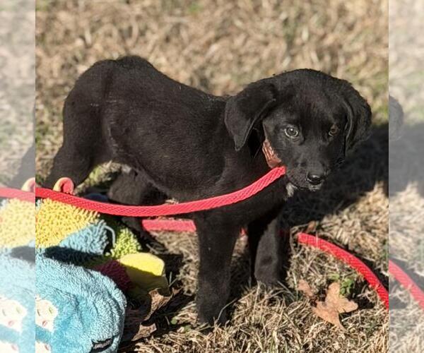 Medium Photo #2 Labrador Retriever-Unknown Mix Puppy For Sale in Yardley, PA, USA