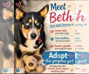 Beth - Female Bernese Mountain Dog-Siberian Husky Mix Dog for Adoption - Photo #6
