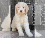 Small Photo #2 Poodle (Standard) Puppy For Sale in MOUNTAIN VIEW, AR, USA