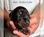 Small #11 Doberman Pinscher