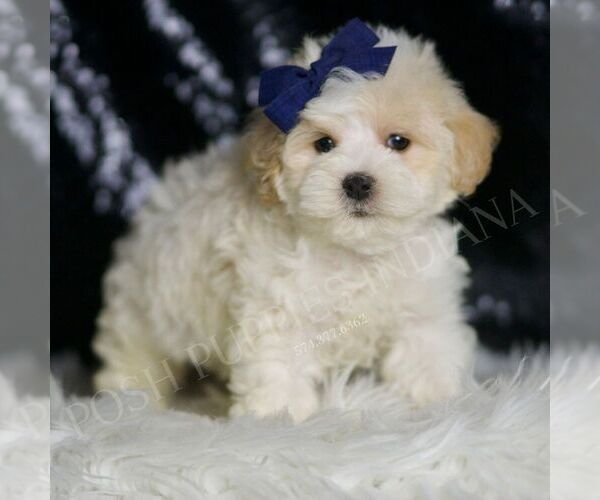 Medium Photo #64 Maltipoo (Miniature) Puppy For Sale in WARSAW, IN, USA