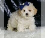 Small Photo #64 Maltipoo (Miniature) Puppy For Sale in WARSAW, IN, USA