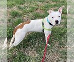 Small #4 American Pit Bull Terrier