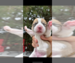 Small Photo #1 Pembroke Welsh Corgi Puppy For Sale in OCEANSIDE, CA, USA
