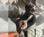 Small Photo #6 French Bulldog Puppy For Sale in LITCHFIELD, OH, USA