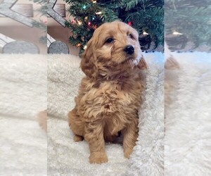 Goldendoodle (Miniature) Puppy for sale in HULL, IA, USA