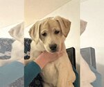 Small Photo #1 Labrador Retriever Puppy For Sale in Darlington, MD, USA