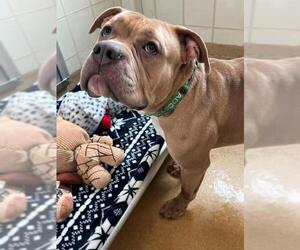 American Bulldog-Unknown Mix Dogs for adoption in Derwood, MD, USA