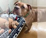 Small American Bulldog Mix