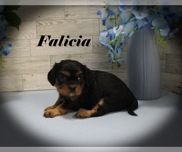 Medium Photo #11 Cavalier King Charles Spaniel Puppy For Sale in CHANUTE, KS, USA