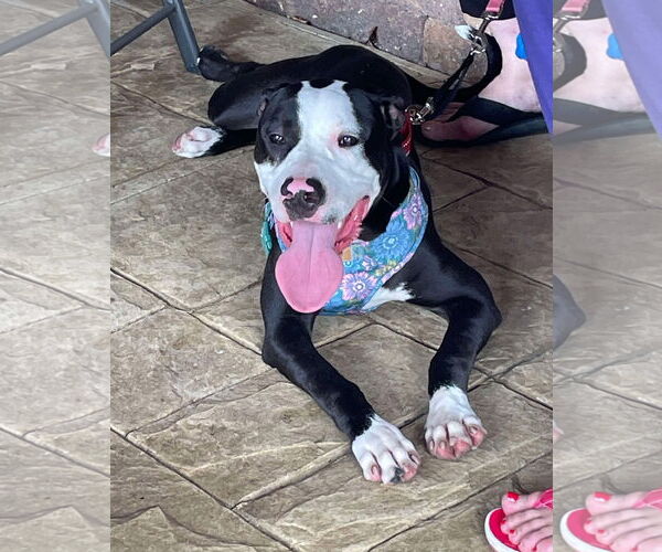 Medium Photo #6 American Pit Bull Terrier-Unknown Mix Puppy For Sale in Spotsylvania, VA, USA