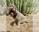 Small #2 Poodle (Standard)