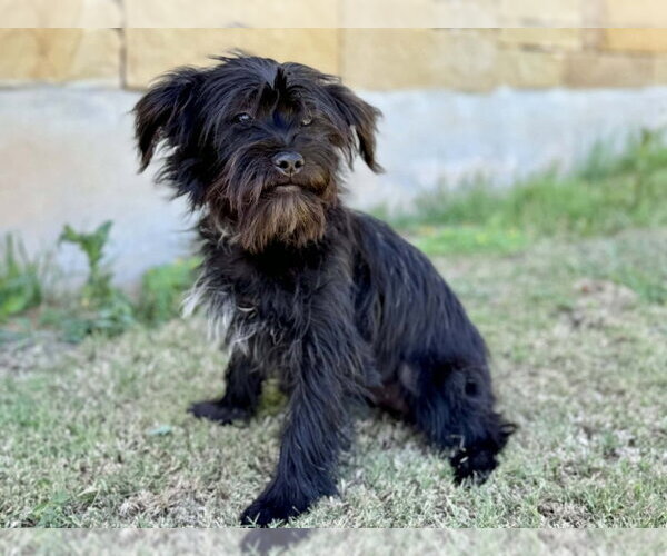Medium Photo #3 Shih Tzu-Unknown Mix Puppy For Sale in PIPE CREEK, TX, USA