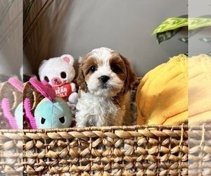 Cavapoo Puppy for Sale in INDIANAPOLIS, Indiana USA