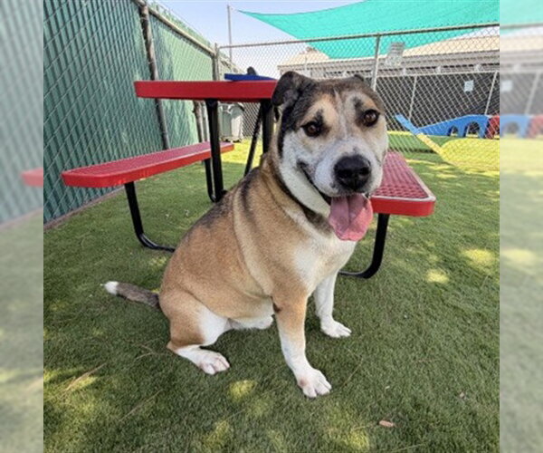 Medium Photo #2 German Shepherd Dog Puppy For Sale in San Bernardino, CA, USA