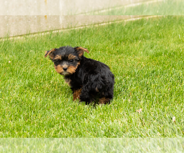 Medium Photo #8 Yorkshire Terrier Puppy For Sale in NAPPANEE, IN, USA