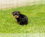 Small #7 Yorkshire Terrier