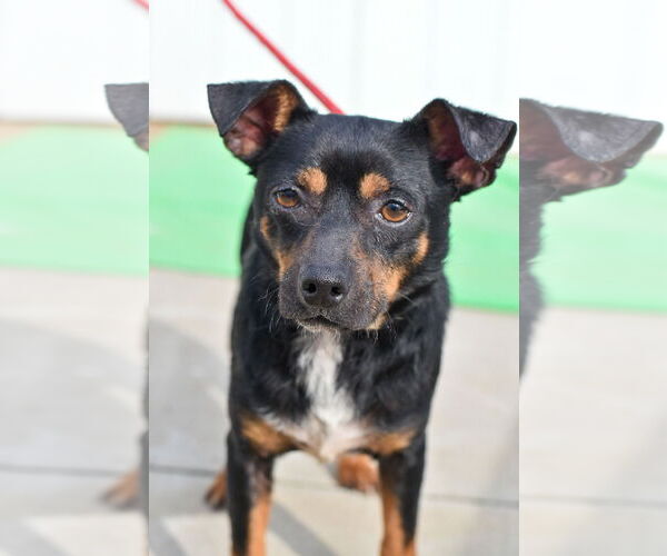 Medium Photo #4 Chipin Puppy For Sale in Newport Beach, CA, USA