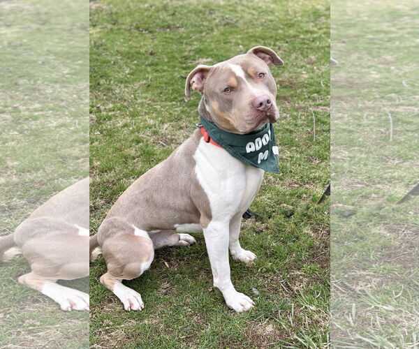 Medium Photo #2 American Staffordshire Terrier-Unknown Mix Puppy For Sale in Spring Lake, NJ, USA