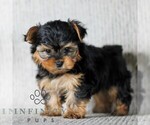 Small #4 Yorkshire Terrier