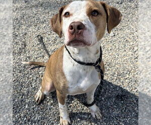 American Pit Bull Terrier-Unknown Mix Dogs for adoption in Palmetto, FL, USA